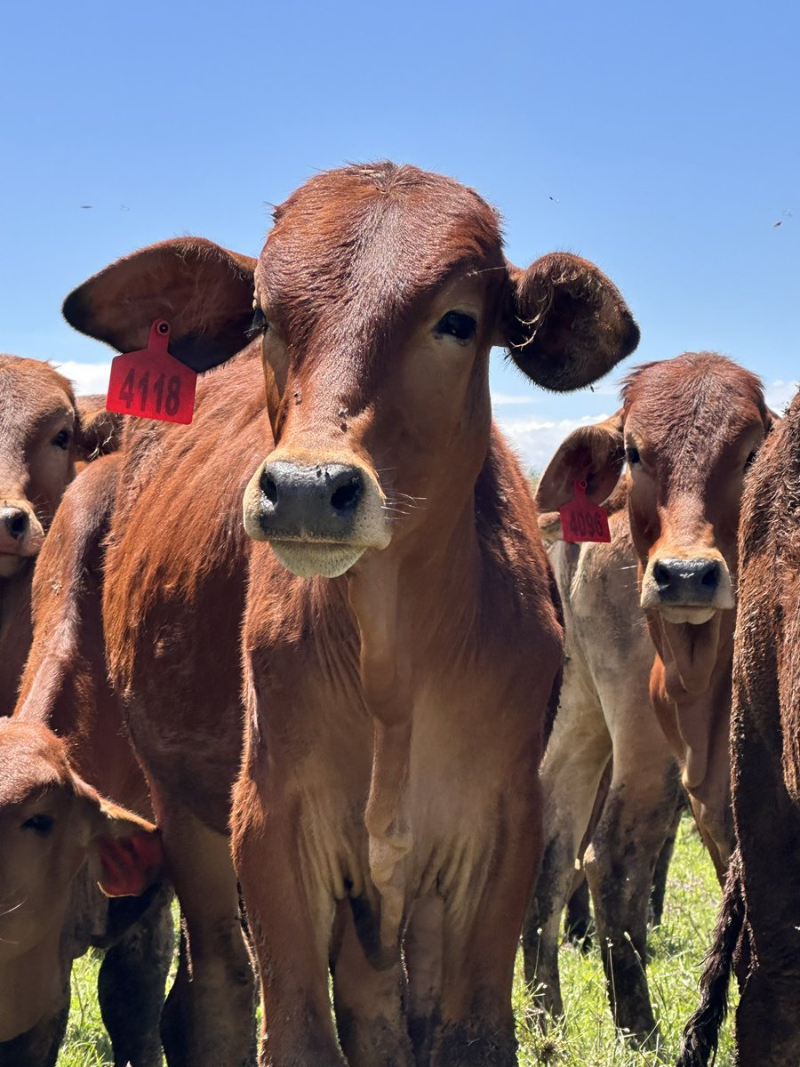 A fantastic day in Kajiado County exploring livestock production in Kenya.

#forage #beef