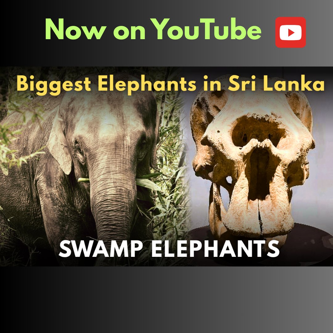 TRP1985's tweet photo. Largest elephants in Sri Lanka?

Video - https://t.co/ZA9wVCtfSO

#wildlife #nature #elephants #documentary #srilanka #lka https://t.co/SAHWgFz3PP