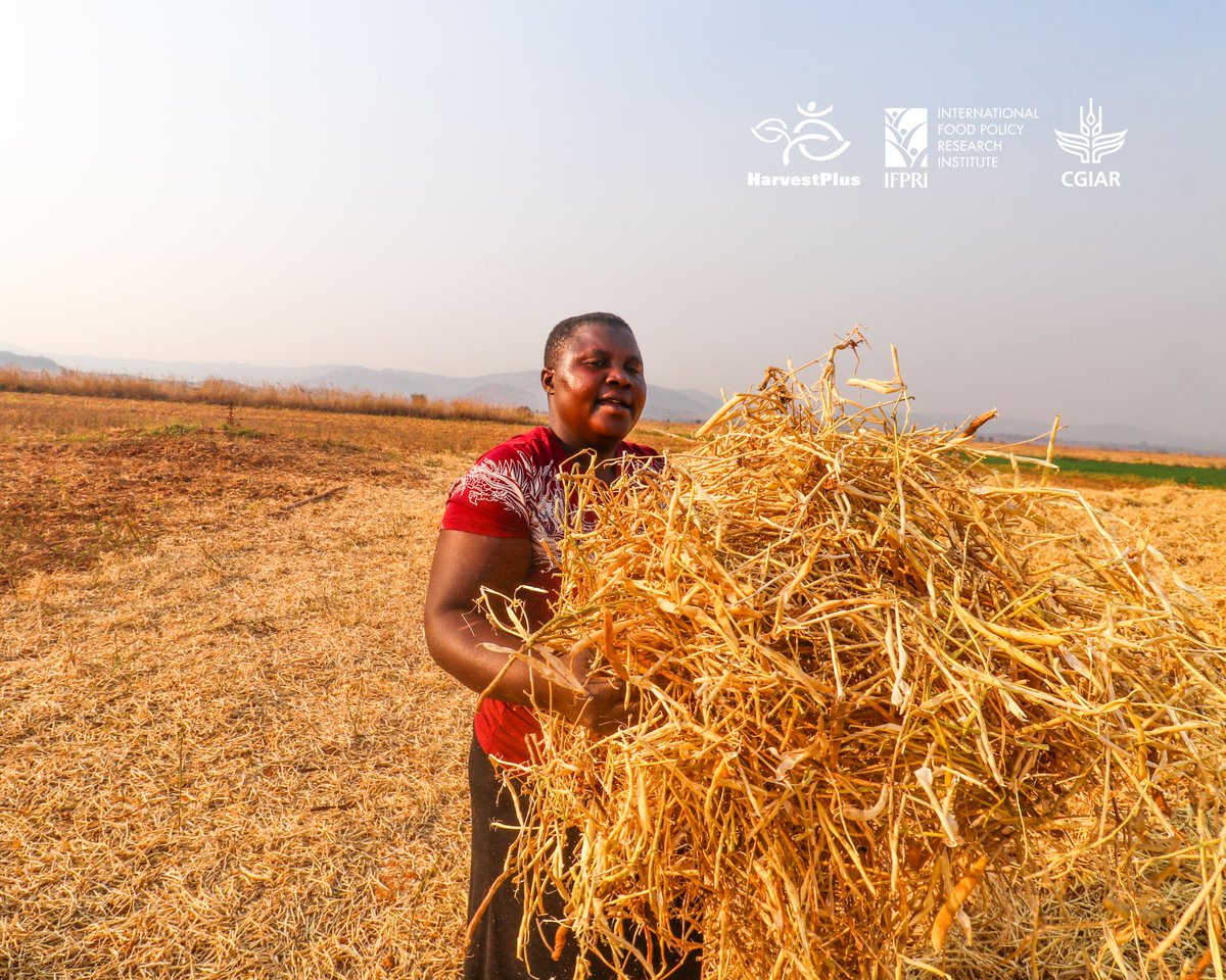 #Biofortified crops like vitamin A maize, vitamin A orange sweet potatoes, and iron beans offer a cost-effective, #sustainable way to deliver essential nutrients to #children and #pregnant women in rural #Zimbabwe. Better diets = Healthier futures!🍠🌽✅👩🏿‍🌾