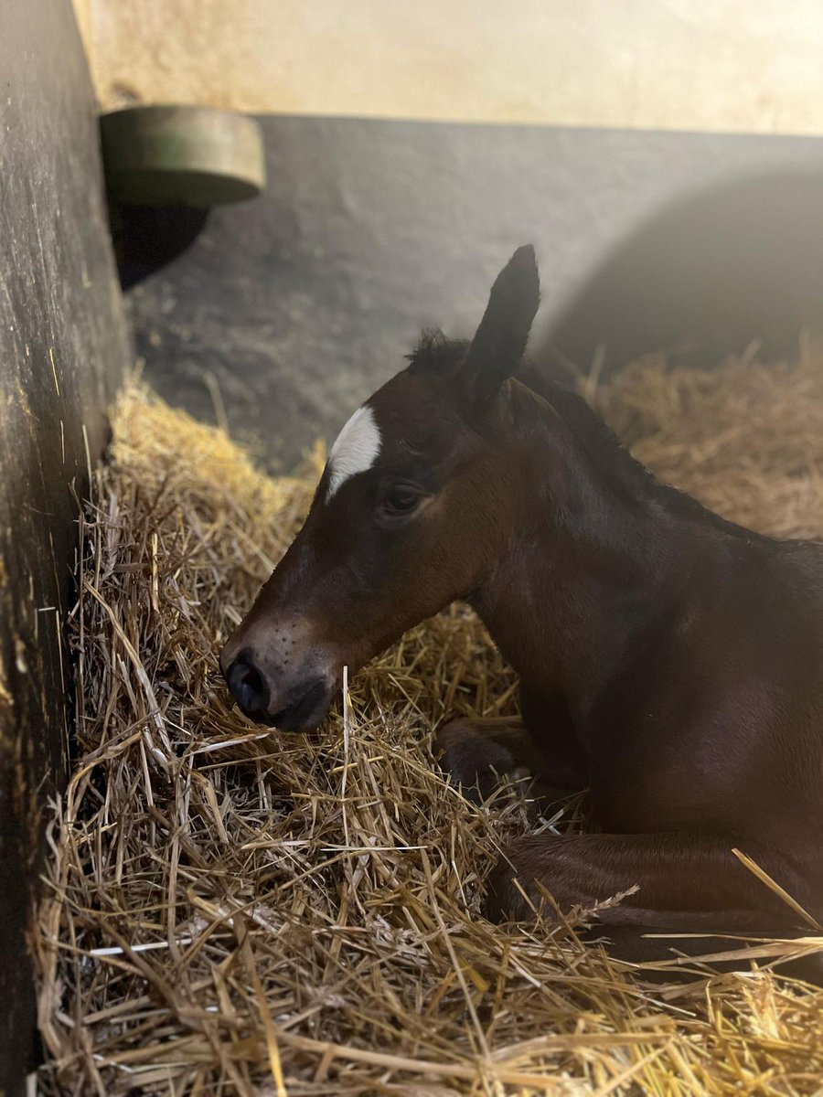 🏇Monte 2025 Haras de Vassy 🏇
#4 Galopin de Vassy 25/03
#5 Palazzo de Vassy 26/03
#NicolasFerrandElevage