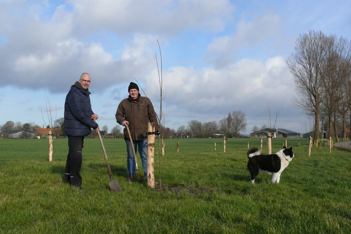 DelflandMidden's tweet image. Met een bijdrage van #Rotterdam_de_Boer_op! zijn 700 #bomen geplant bij #melkveehouderij Van Mil in @Midden_Delfland voor het versterken van #biodiversiteit op het #boerenerf. 12 veehouders hebben voorstellen gedaan voor het versterken van biodiversiteit. rotterdamdeboerop.nl/boer/700-bomen…