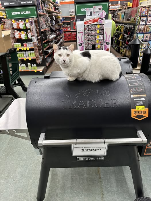 "Jimmy Pesto is looking to smoke some delicious chicken like a pro, unfortunately he doesn’t have thumbs."
