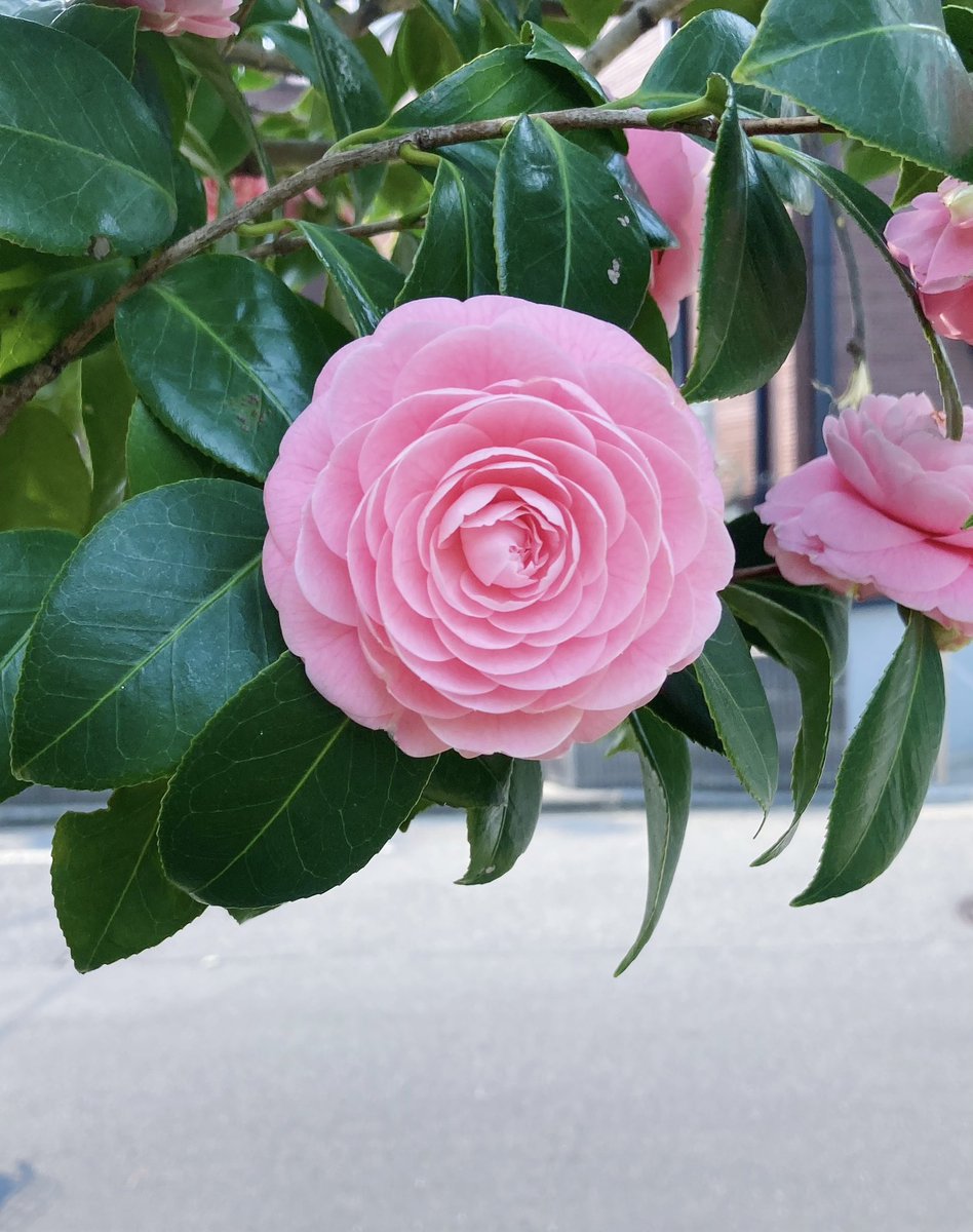 今年も乙女椿（CHANEL製）の季節ですよ。