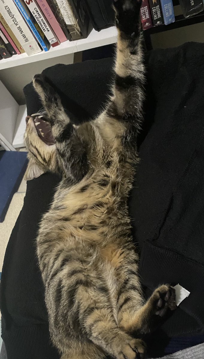 Kediymiş, konuşamazmış. KONUŞACAK.