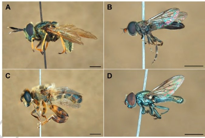 Nueva nota científica en el Boletín de la Asociación española de Entomología 

Some hoverfly records (Diptera, Syrphidae) from the Natural Park of Sierra de Espadán, eastern Spain

Descarga en: entomologica.es/publicaciones-…