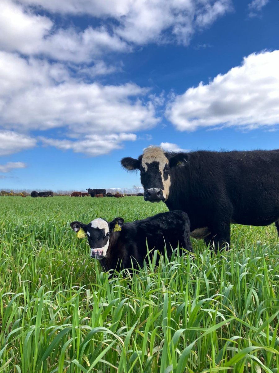 Are you short of spring grazing? This is T101 WinterMax Forage Triticale on organic farm in SW England. 2 weeks into grazing <a href="/TerraFarmer_Ag/">Terrafarmer</a>. More winter growth than Forage Rye, for less money!