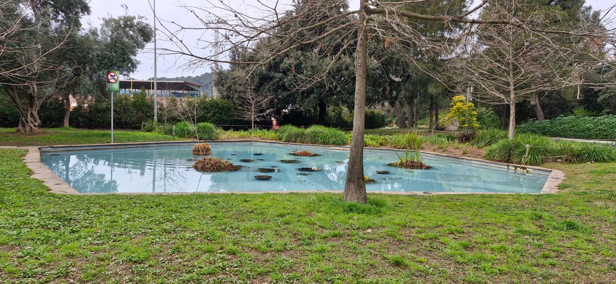 Hem netejat la bassa naturalitzada dels jardins de Lluís Companys 🦆
Per tal de preservar aquest refugi de la biodiversitat, no aboqueu deixalles a l'aigua i eviteu alliberar o deixar-hi entrar animals.
Gràcies per la vostra col·laboració!

#granollersverd