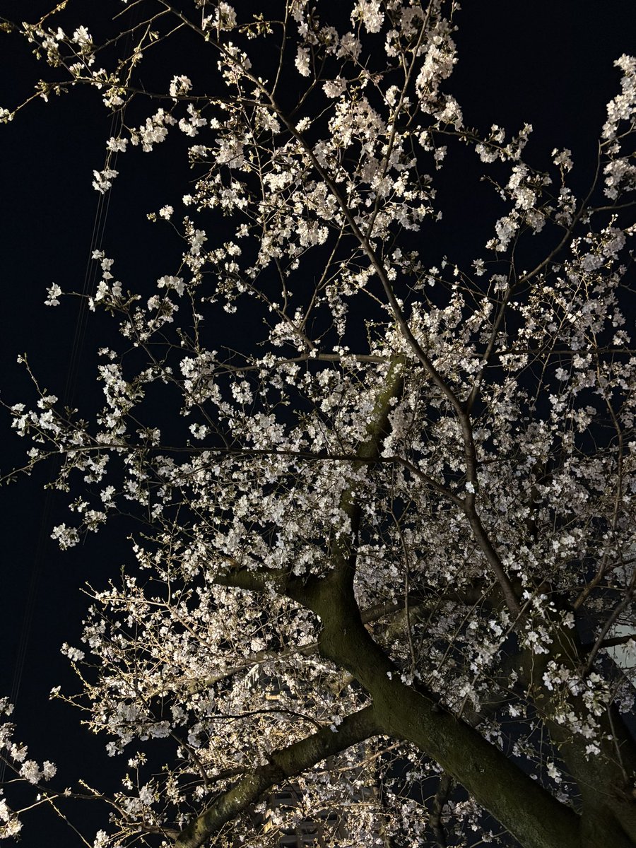 #初恋ミュ
観劇させていただきました！
貞奴が泣くたびに私も苦しくて、笑うと私も嬉しくて。
泣いている時の方が圧倒的に多かったですが本当に久しぶりにたくさんの感情が湧き出た気がします。
本当に素敵なミュージカルでした！
出演者の皆様が千秋楽まで駆け抜けられますよう心から願っています！