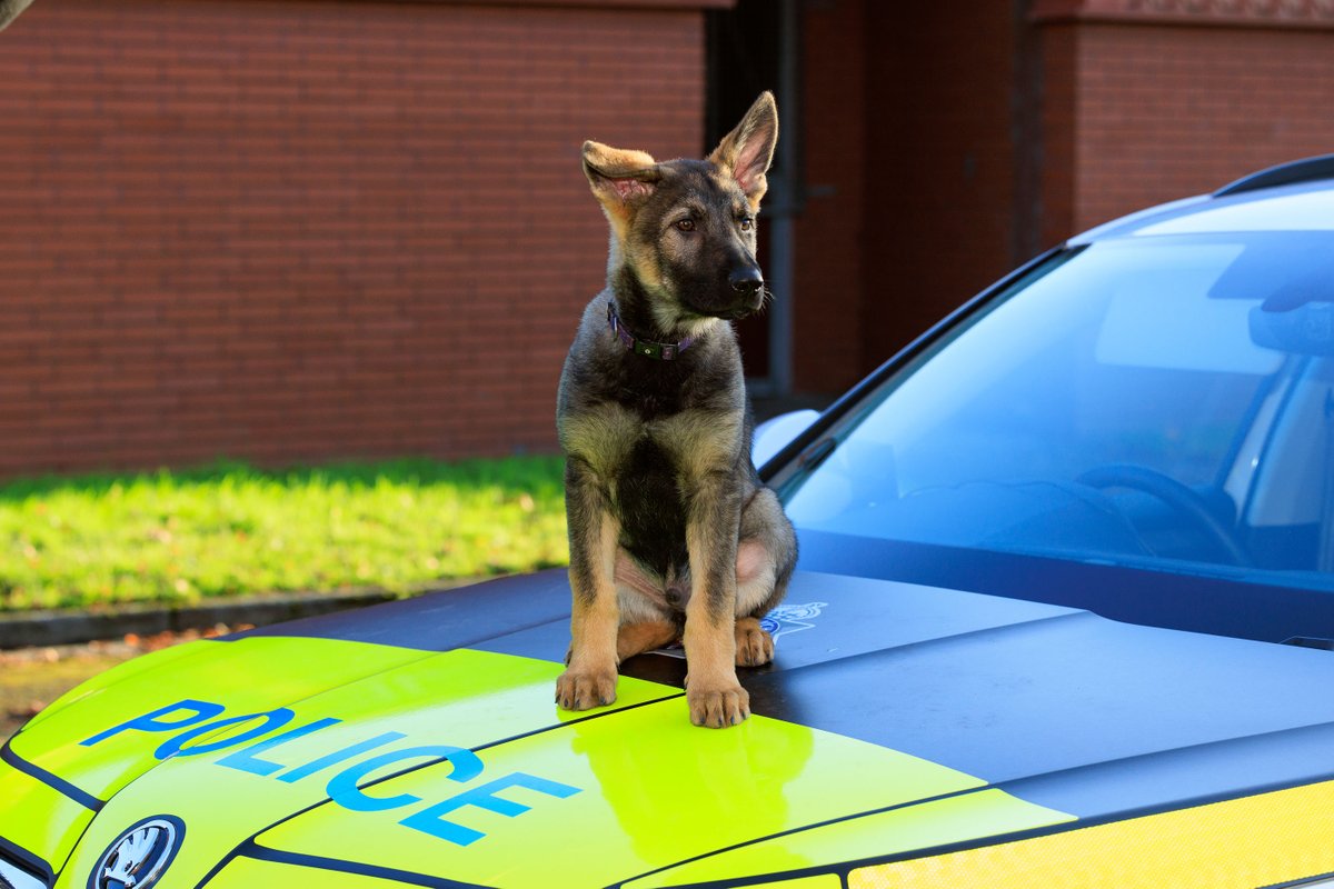 GMPDogs's tweet photo. Pupdate- Chabal is just reaching 7 months old.
We think he is going to be a big boy 🐾🐾🐕 https://t.co/MRO6LhHgHM