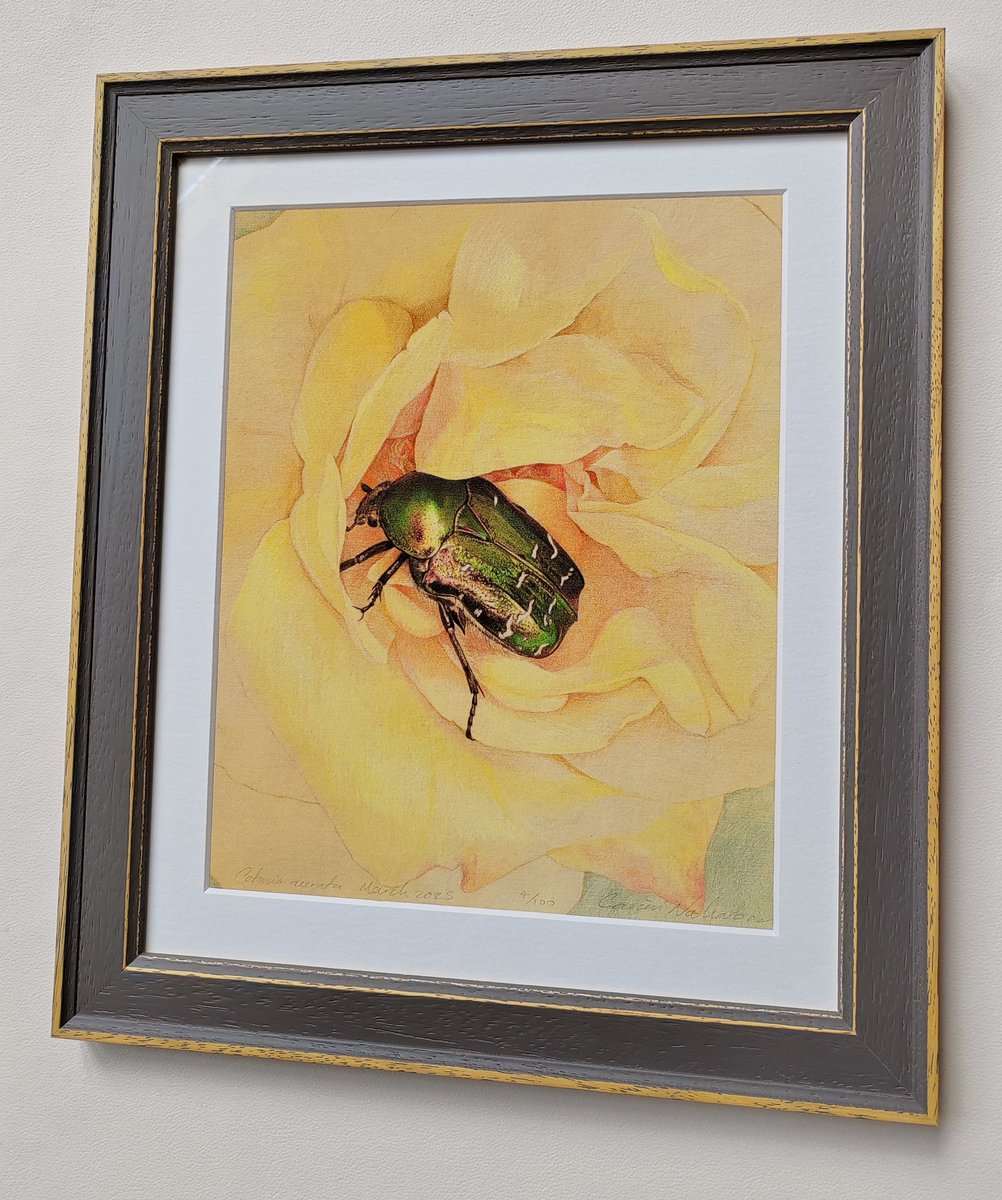 Framed limited edition print available of the new Cetonia aurata Rose Chafer artwork carimnahaboo.com/products/ceton…