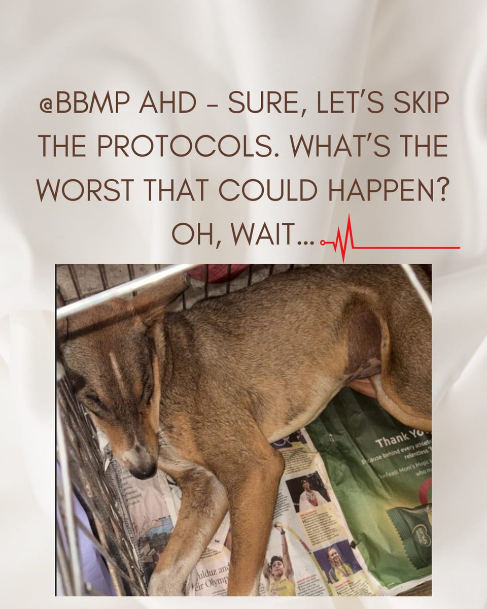 Are we about to get another BBMP AHD press release trumpeting a ‘staggering’ drop in stray dog numbers, now that they’ve decided immunocompromised dogs shd get a combined vaccine post-surgery at ABC centers? Becoz, clearly, injecting vulnerable dogs is the path to success, right?