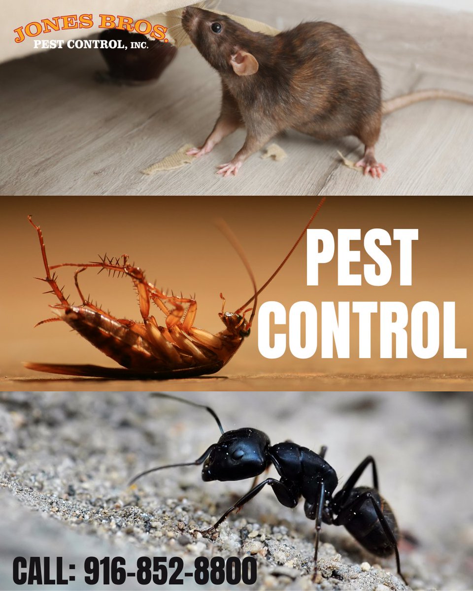 Jones Brothers Pest Control (@jonesbrospest) on Twitter photo Dealing with pests can be annoying. Making our services both affordable and convenient. Get your free estimate with our Sacramento rat exterminator!
CALL: 916-852-8800 or 
Visit: jonesbrospc.com 
#pestcontrolservice #affordablepestcontrolservice #californiapestcontrol Dealing with pests can be annoying. Making our services both affordable and convenient. Get your free estimate with our Sacramento rat exterminator!
CALL: 916-852-8800 or 
Visit: jonesbrospc.com 
#pestcontrolservice #affordablepestcontrolservice #californiapestcontrol