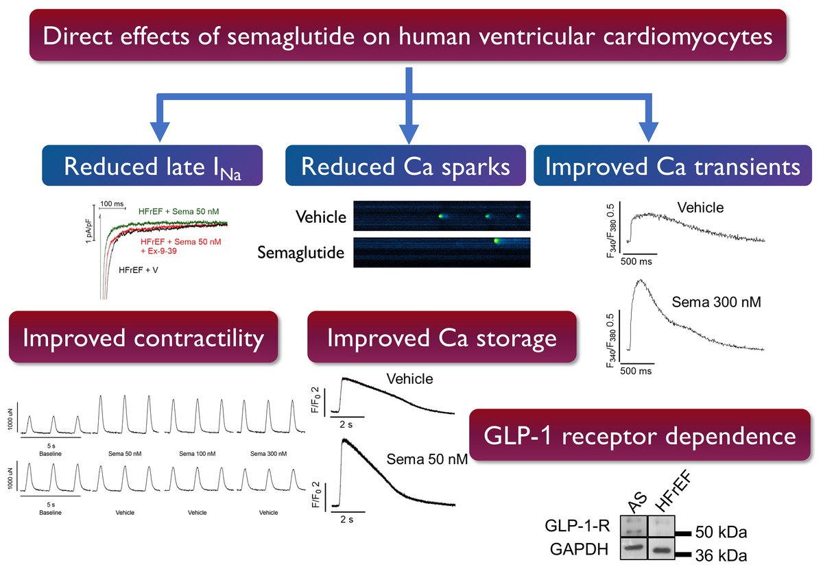 ESC Heart Failure Journal (@escheartfailure) on Twitter photo #GLP1 beyond glycaemic control! #Semaglutide improves contractility & ion balance in #HF cardiomyocytes!
📖 Read more: bit.ly/ESCHF_SemaHFCa…
<a href="/PiotrPonikowski/">Piotr Ponikowski</a> <a href="/JanBiegus/">Jan Biegus</a> #GLP1 #heartfailure #CardioResearch #HeartHealth #GLP1 beyond glycaemic control! #Semaglutide improves contractility & ion balance in #HF cardiomyocytes!
📖 Read more: bit.ly/ESCHF_SemaHFCa…
<a href="/PiotrPonikowski/">Piotr Ponikowski</a> <a href="/JanBiegus/">Jan Biegus</a> #GLP1 #heartfailure #CardioResearch #HeartHealth