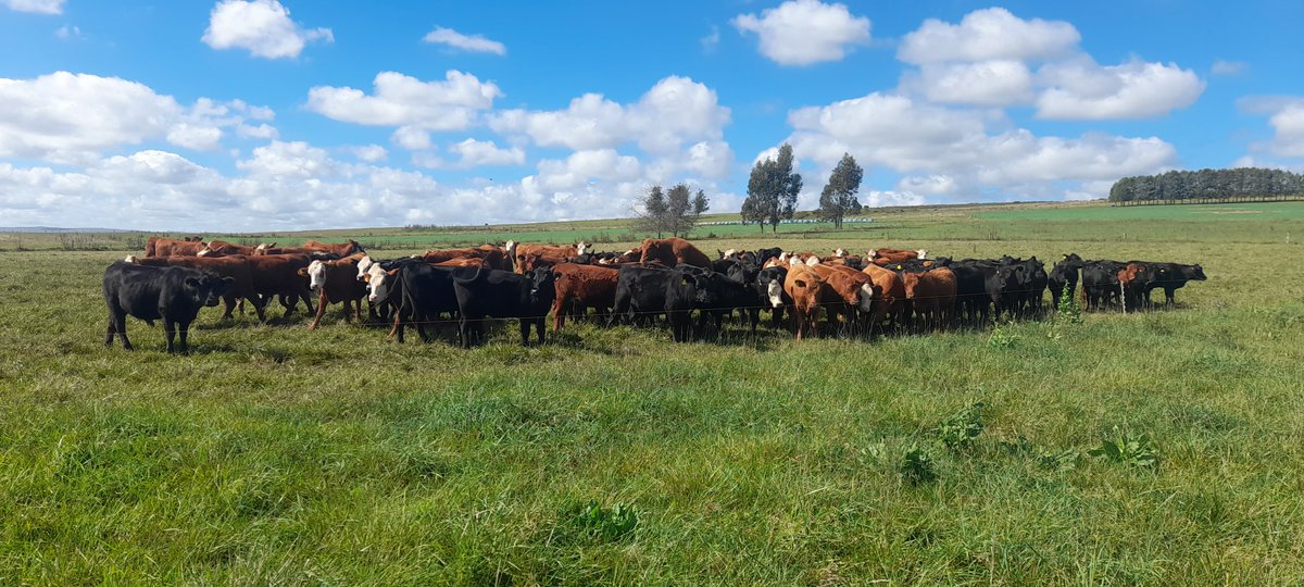 Plan Agropecuario tweet media