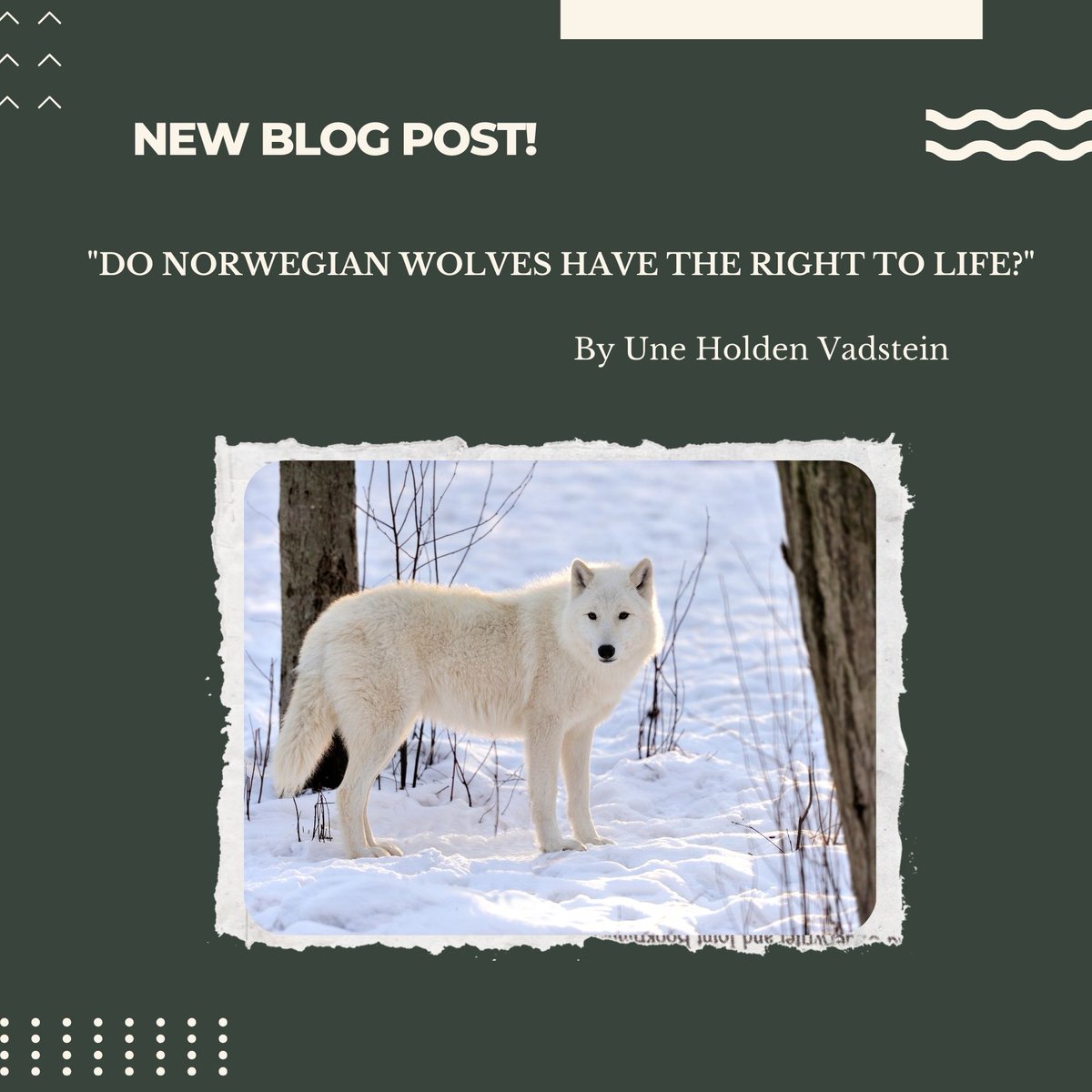 Due to the topicality of the wolf issue, we have a second blog post this month!

This post discusses recent rulings and the implications of the 2025 downlisting of wolves in the Bern Convention.

Read this special, timely post now: shorturl.at/17KNE