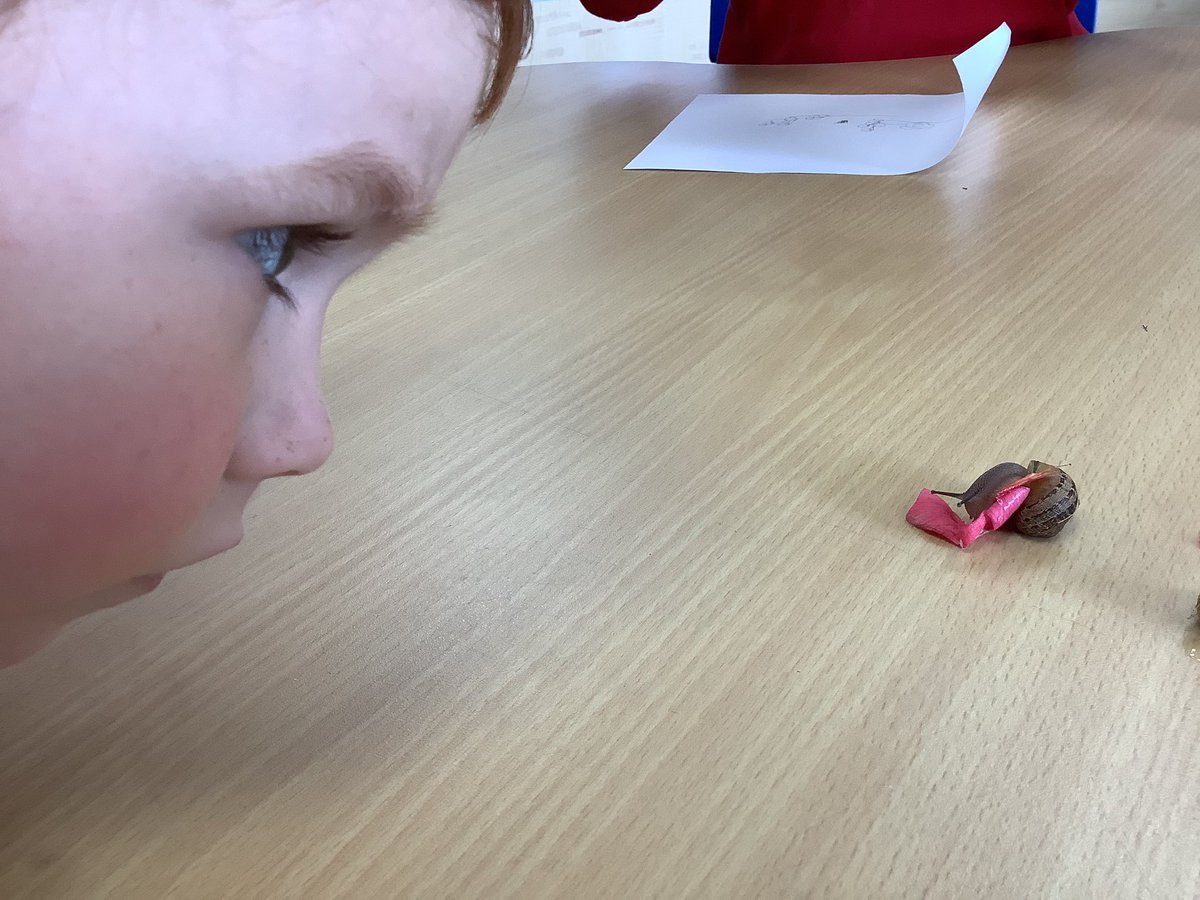 HasReception's tweet image. @HASReception are investigating snails! We have to look very closely to make an observational sketch…
✍️ 🐌 

#EYFS
#ExpressiveArtsAndDesign