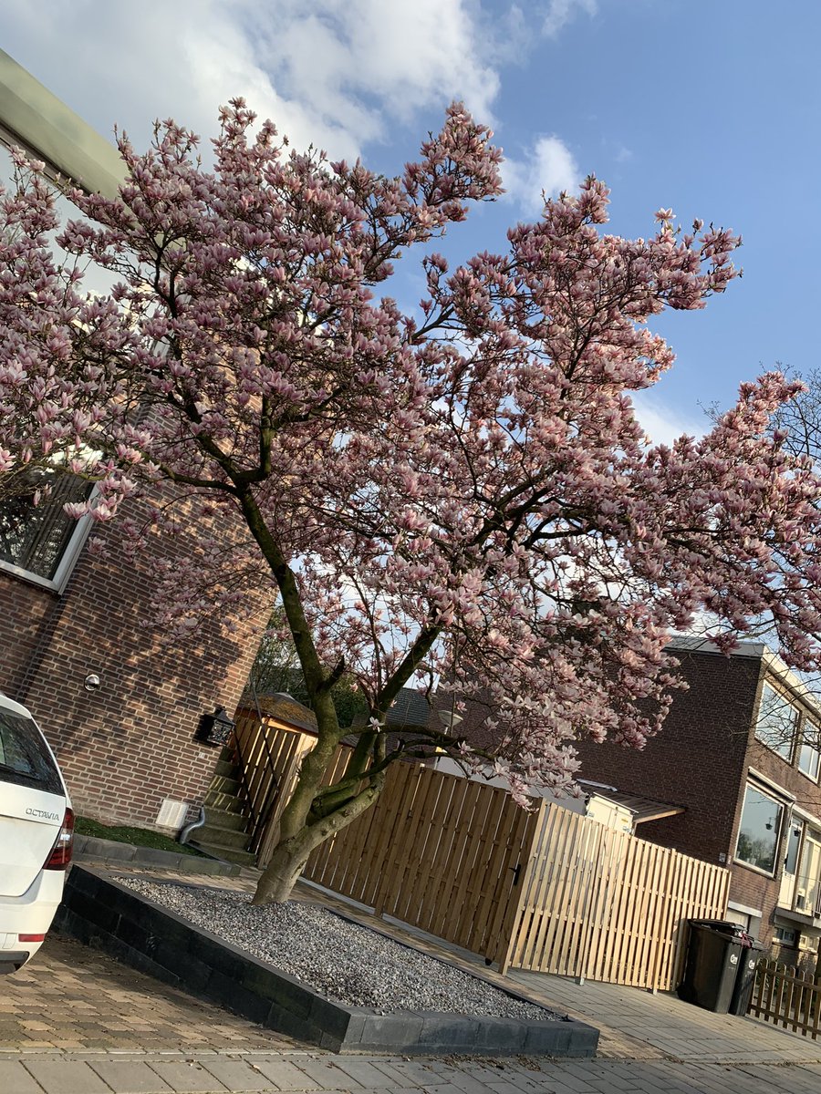 Lindaliciousss's tweet photo. Sommige mensen snap ik echt niet. 

Dit was oprecht de mooiste (en een van de grootste) magnolia’s in de wijk! 

Waarom? Eeuwig zonde!! https://t.co/ai68FucbqB