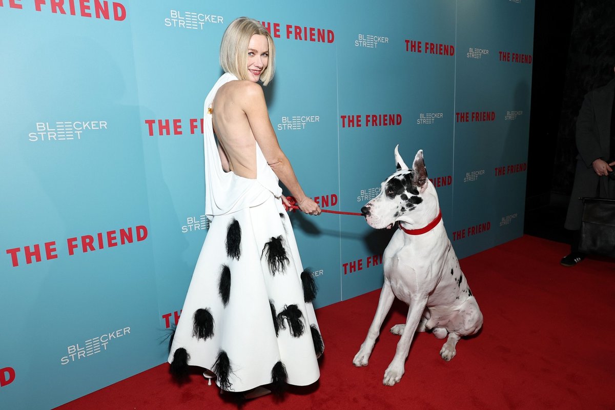 GilbertoBrenis's tweet photo. #NaomiWatts lleva de pareja a la premiere de #TheFriends a su coestrella #BingTheDog. https://t.co/HmGcSsaFnG