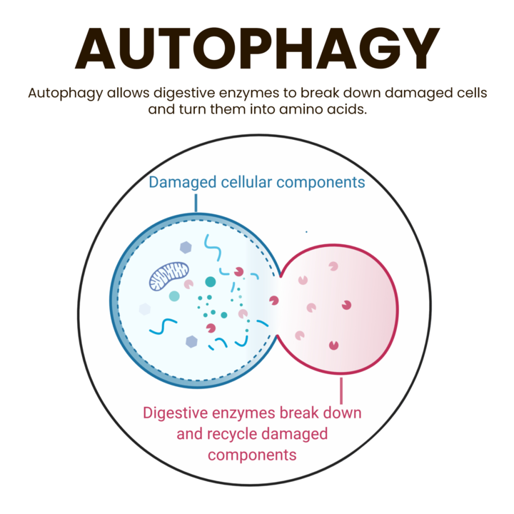 Autophagy = cellular cleanup

During extended fasting, your cells start recycling damaged proteins, dysfunctional mitochondria, and even early-stage cancer cells.

Your body finally gets the chance to take out the accumulated trash that's been causing inflammation and disease.
