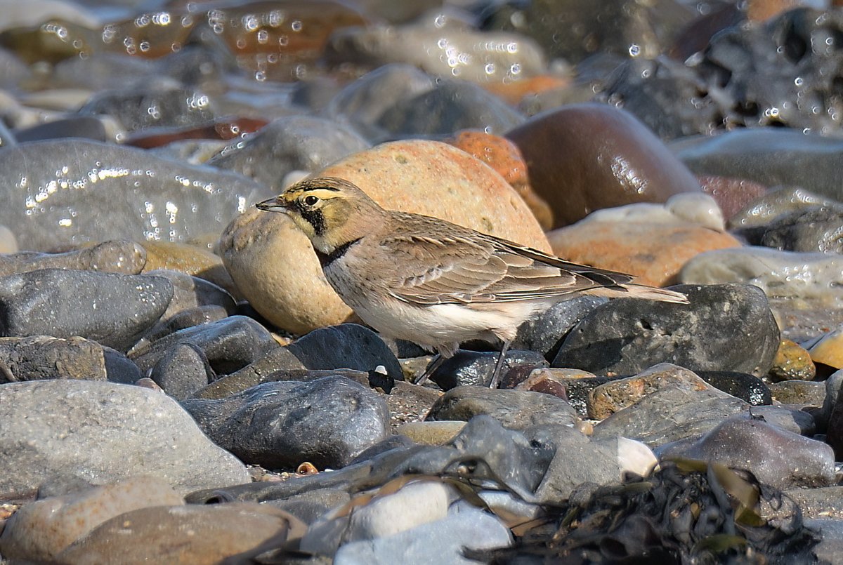 Dennis Morrison (@denmor77) on Twitter photo The Shorelark eventually gave itself up this morning at Barns Ness, although briefly due to several dogs running up and down the beach <a href="/birdinglothian/">Birding Lothian</a> The Shorelark eventually gave itself up this morning at Barns Ness, although briefly due to several dogs running up and down the beach <a href="/birdinglothian/">Birding Lothian</a>