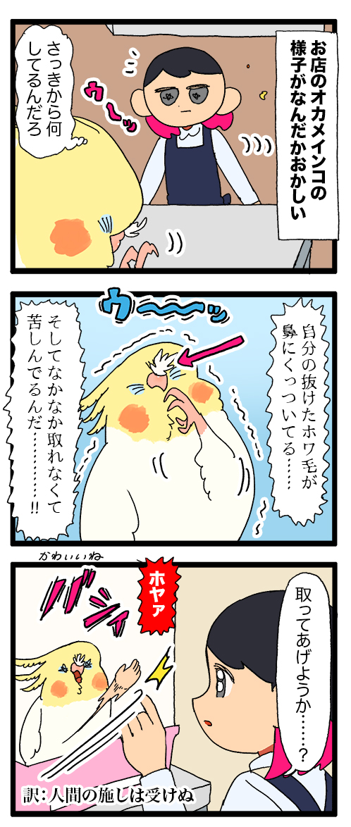 自分の抜けた羽に苦しめられてるオカメちゃん、おる🤔

2054 #えるポピの絵日記かくところ 