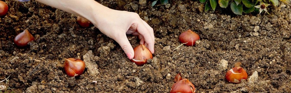 Bracknell BID (@bracknellbid) on Twitter photo Volunteer for the 'Great British Spring Clean' week 2025 ๐ฑ ๐ผ 
Join our bulb planting sessions next week! ๐ 
๐
 Tuesday 1st April ๐ 12-2pm
๐
 Thursday 3rd April ๐ 12-2pm
Register NOW to do your bit for the Southern and Western business areas ๐ 
๐ buff.ly/21yPhGW Volunteer for the 'Great British Spring Clean' week 2025 ๐ฑ ๐ผ 
Join our bulb planting sessions next week! ๐ 
๐
 Tuesday 1st April ๐ 12-2pm
๐
 Thursday 3rd April ๐ 12-2pm
Register NOW to do your bit for the Southern and Western business areas ๐ 
๐ buff.ly/21yPhGW