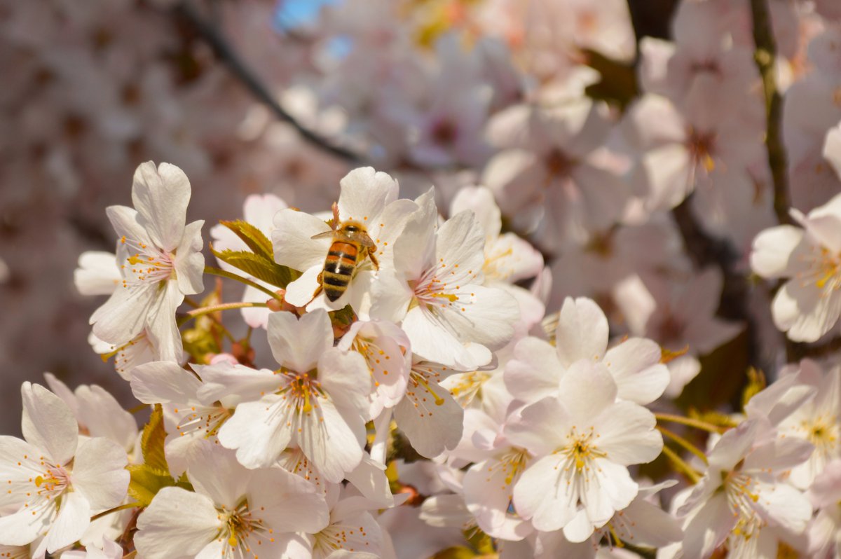 Our blossom tree looks beautiful at this time of year 🌸