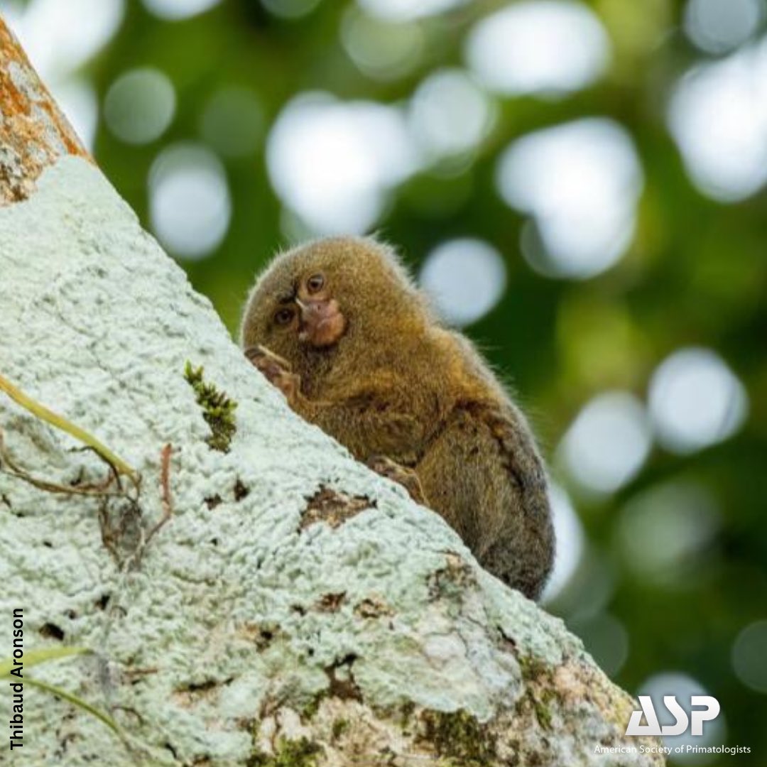 ASPvoice's tweet image. Pygmy Marmosets: Adorable, but too wild for your home! 🐒 🌿 #keepemwild #primatesarenotpets

Pygmy marmosets are small and docile, making them especially vulnerable targets for the exotic pet trade, habitat destruction and extinction according to the IUCN Redlist. #worldwildlife