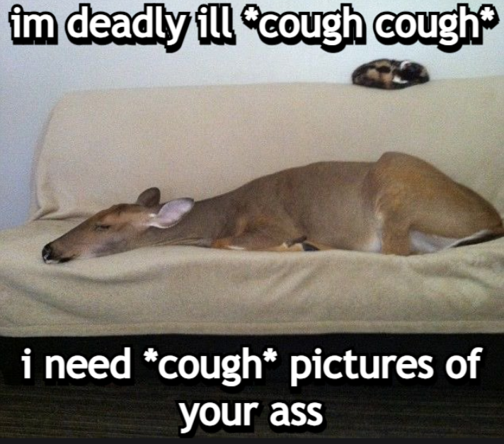 transgendeer (@ciervatonta) on Twitter photo 