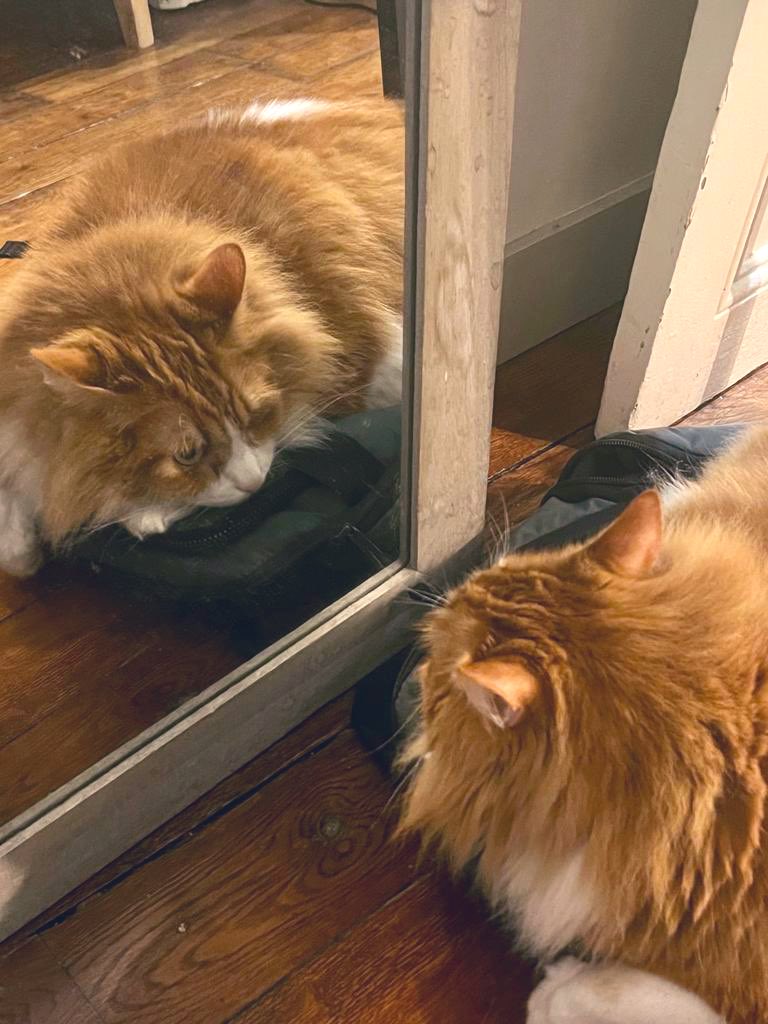 Dominiquepucini's tweet image. « Il y a cette immense liberté de l'animal, enfermé certes dans les limites de son espèce, mais vivant sans plus sa réalité d'être, sans tout le faux que nous ajoutons à la sensation d'exister. »
Marguerite #Yourcenar 
#animaux  #chat