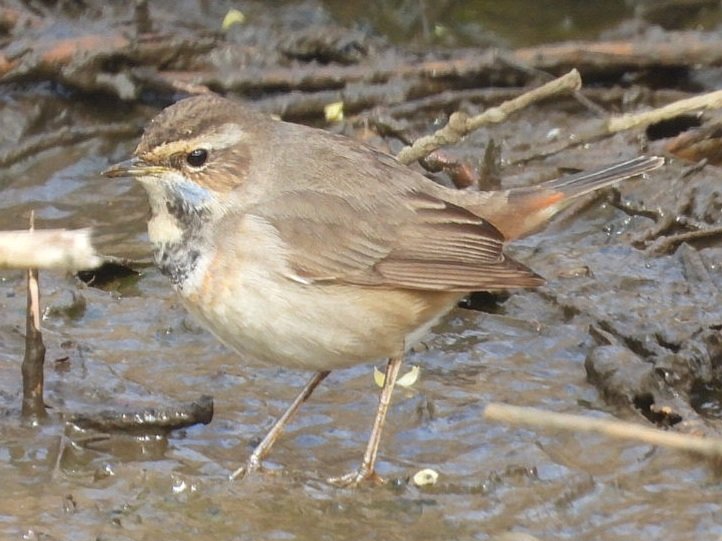 Nick Bond (@nickybond007) on Twitter photo The Bluethroat at Brooklands Park performing really well today and drawing quite a crowd at times, went back for a second look today <a href="/BirdGuides/">BirdGuides</a> <a href="/SussexBirding/">Sussex Birding</a> #sussexbirds The Bluethroat at Brooklands Park performing really well today and drawing quite a crowd at times, went back for a second look today <a href="/BirdGuides/">BirdGuides</a> <a href="/SussexBirding/">Sussex Birding</a> #sussexbirds