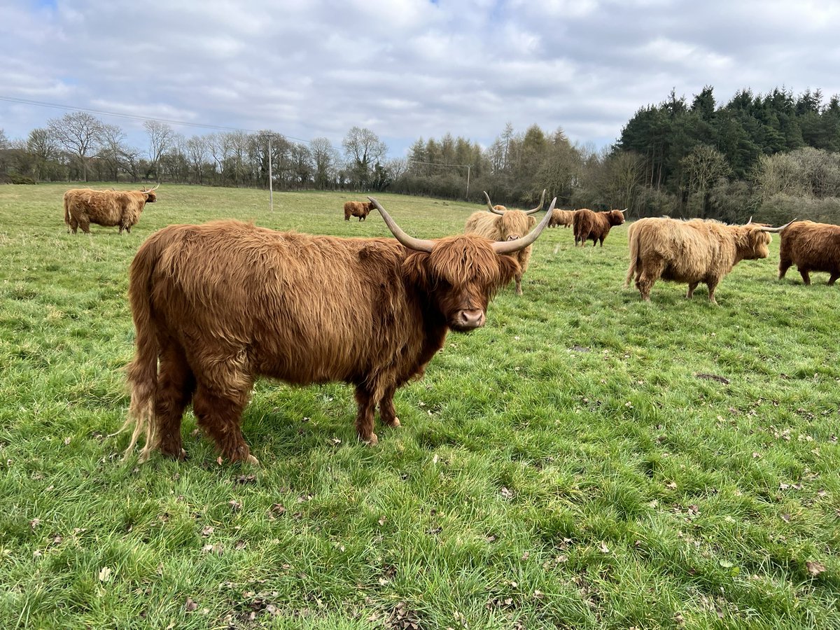 A great afternoon petting the highland cows Thank you <a href="/AmyBye_/">Amy Bye</a>  🐮