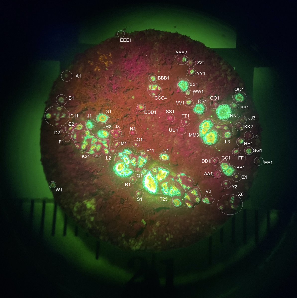 Are you a young #coral looking to settle? Check out coral recruitment tiles—great places to start a colony that offer shade, protection, and data!

Scientists use these tiles to measure if and how restoration efforts influence coral recruitment: missioniconicreefs.org/theres-no-plac…