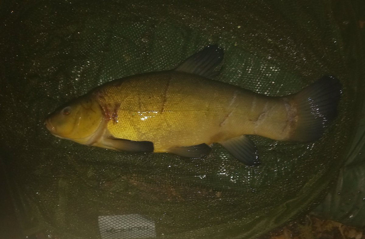 Matthew06156020's tweet photo. #Tenchfishers #fishing #angling
#horcottlakes 
Just back from two nights on Horcott tench lake. Superb venue. 3 tench to 5lb 7oz and a small carp. https://t.co/iz4i36PSVy