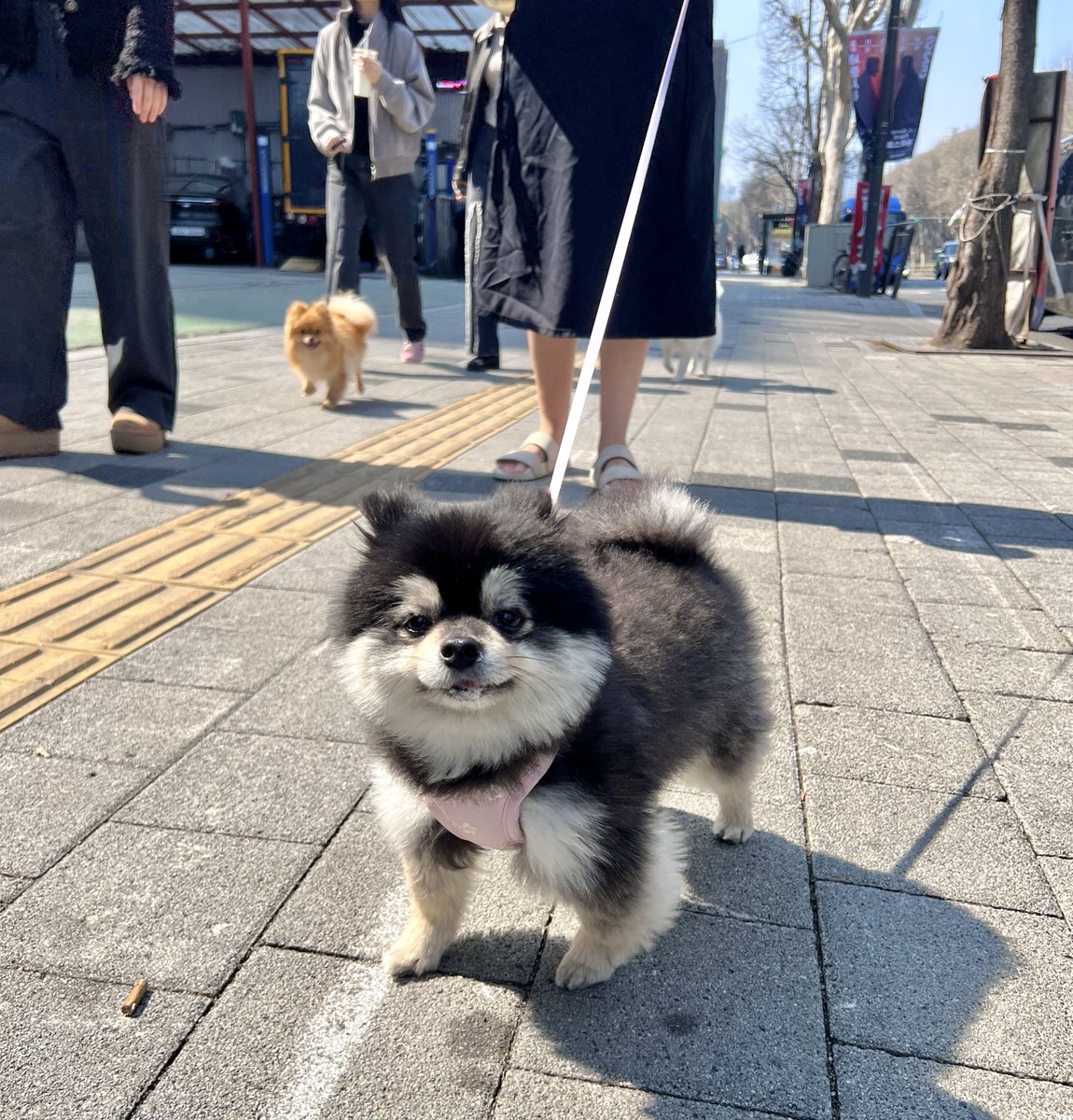 They see me strollin’, they smilin’ 😎🐾