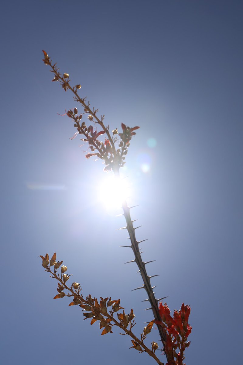 PhotosByChrys's tweet photo. Springtime in #Ocatillowellsohv what a beautiful day that was! https://t.co/TElXpxO8ur
