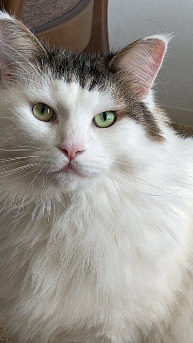NoruKonbu's tweet photo. これでも可愛い写りの方の俺様😍

#ノルウェージャンフォレストキャット
#雄猫6歳1ヶ月
#猫好きさんと繋がりたい https://t.co/2AuhlPmomk