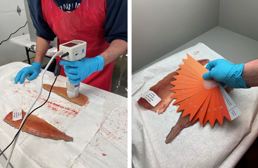 ATLANTIC SALMON GENOMICS RESEARCH: Discovering genomic markers will aid in broodstock selection of North American origin Atlantic salmon having desired fillet color traits.

huntsmanmarine.ca/press-release-…