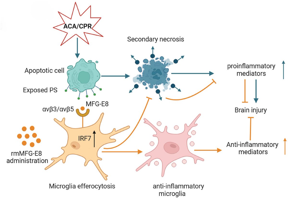 brainpathol's tweet image. Potentiating microglial efferocytosis by MFG-E8 improves survival and neurological outcome after successful cardiopulmonary resuscitation in mice
onlinelibrary.wiley.com/doi/10.1111/bp…