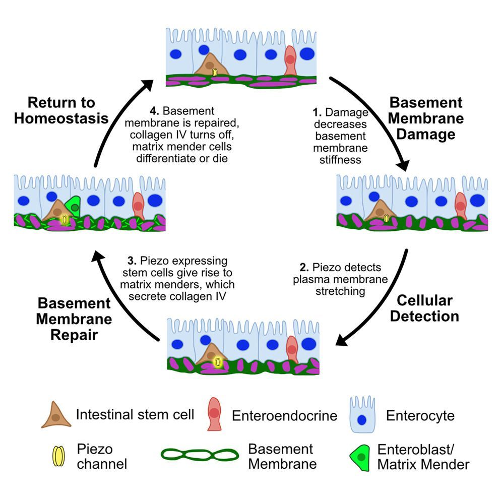 Vanderbilt School of Medicine Basic Sciences tweet media