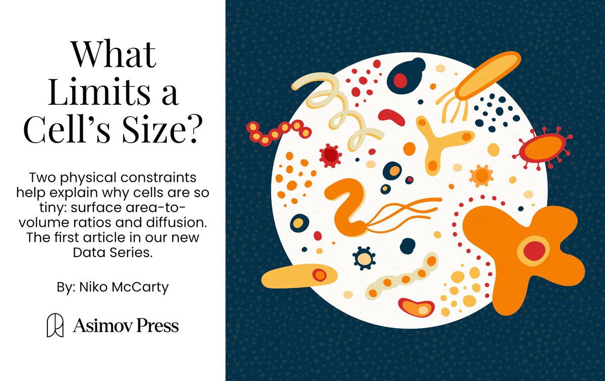 A human body is built from 30 trillion cells, which come in a multiplicity of shapes and sizes. The smallest cell, a sperm, fills a volume of just 30 µm³, whereas an oocyte boasts a volume of 4,000,000 µm³, making it the largest cell in the human body.

Why the huge range?🧵