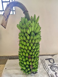 IITA (@iita_cgiar) on Twitter photo Research breakthrough in Uganda!🎊🎊🎊
<a href="/IITA_Uganda/">IITA Uganda</a> & <a href="/narouganda/">NARO Uganda</a> release NARITA 17 (NAROBAN6), a game-changing Matooke #banana variety in #Uganda!
High-yielding, disease-resistant & delicious!
.
#NARITA17 #NAROBAN6 #BananaRevolution #NARO #IITAMandateCrops Research breakthrough in Uganda!🎊🎊🎊
<a href="/IITA_Uganda/">IITA Uganda</a> & <a href="/narouganda/">NARO Uganda</a> release NARITA 17 (NAROBAN6), a game-changing Matooke #banana variety in #Uganda!
High-yielding, disease-resistant & delicious!
.
#NARITA17 #NAROBAN6 #BananaRevolution #NARO #IITAMandateCrops