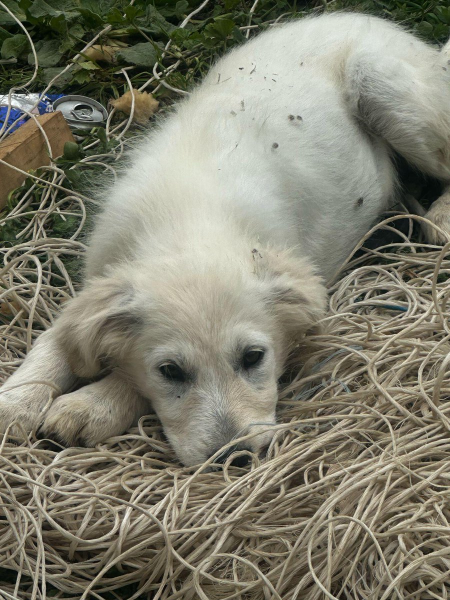 RobertaPapa13's tweet photo. La chiamerò Sole .. ha solo 3 mesi e vive in strada nel punto esatto dove è stata abbandonata ! vive così come la vedete .. sola È troppo piccina per procurarsi cibo e di notte la fauna selvatica è pericolosa .. salviamo quest anima dolce che si trova in Calabria
Sunny 3402437479 https://t.co/Q80CxhDbi8
