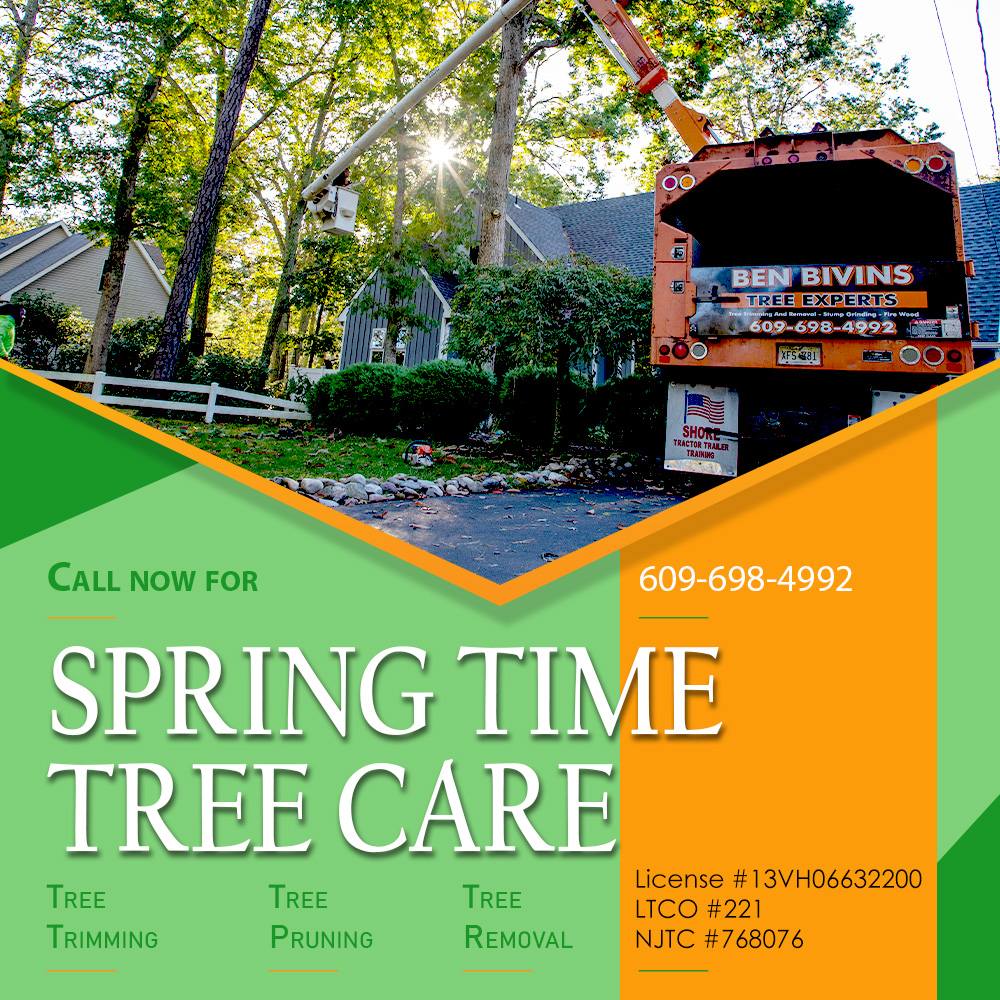 BivinsTree's tweet image. 🌿 Spring is here—it’s time for tree care! 🌳☀️
Give your trees the attention they need this season with trimming, pruning, and removal services from Ben Bivins Tree Experts. 

Call 609-698-4992 today!

#SpringTreeCare #TreeTrimming #TreePruning #TreeRemoval #BenBivinsTreeExperts
