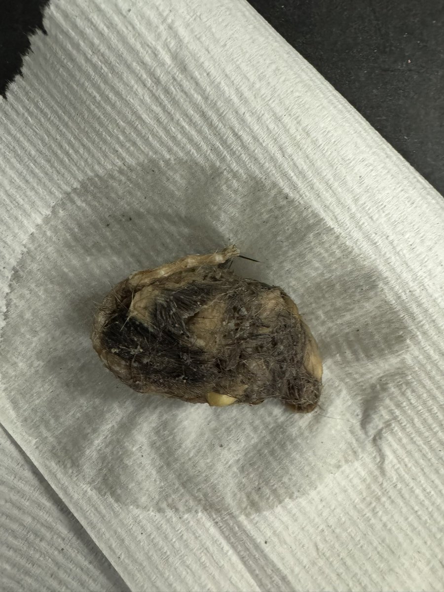 New (to me) finds during our frog dissection today!  Bird and a mouse!! #Science!!!