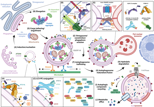 This #OA review explores our current understanding of the autophagolysosomal system in the context of skeletal muscle repair and recovery
doi.org/10.1042/BSR202…