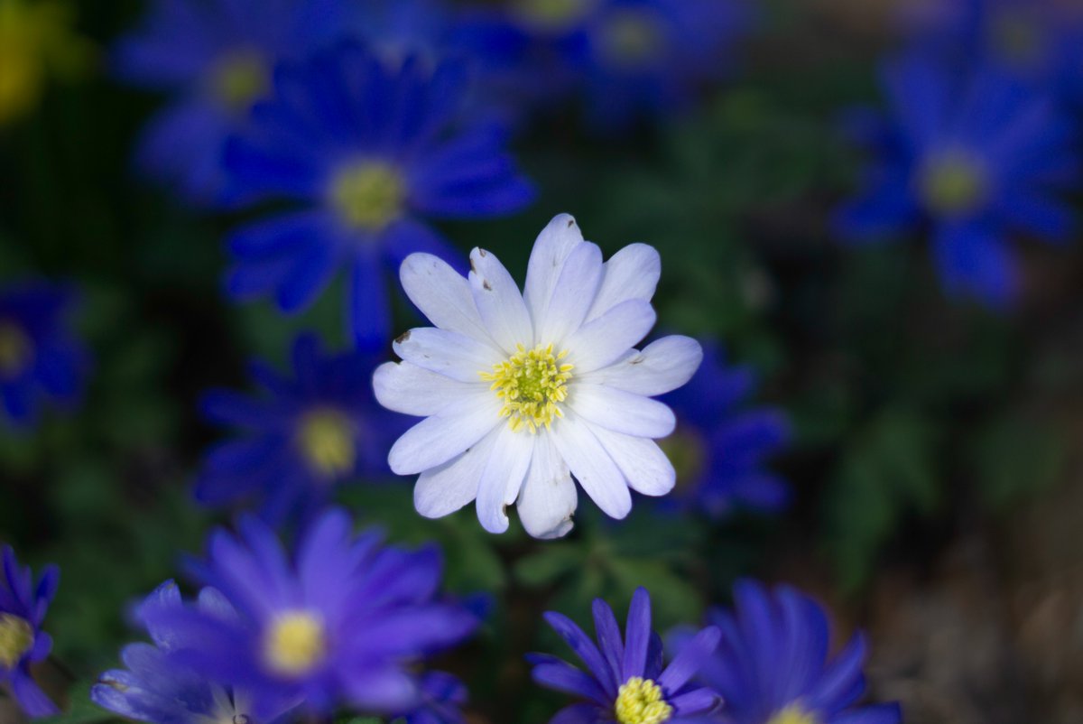 DorteHedengran's tweet photo. A beautiful white flower among the blue💮
#Denmark #SonyAlpha #NaturePhotography #March26th #photooftheday #WednesdayVibes #WednesdayMood #Wednesday #Flowers #FlowerOfX
📸Dorte Hedengran https://t.co/PK8KBqEoxG