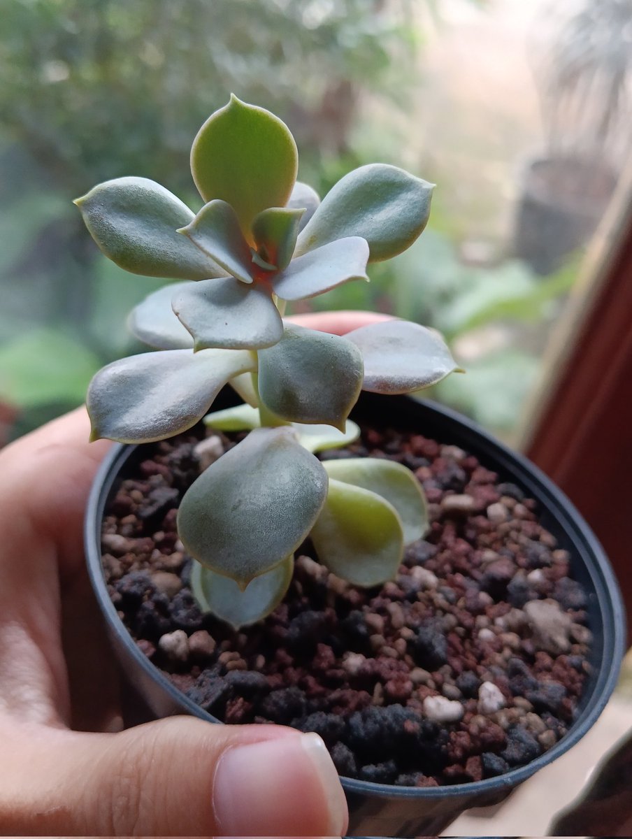sarasvanie's tweet photo. Tumbuh sehat semua 🌿 https://t.co/SQxFQ7cQTT