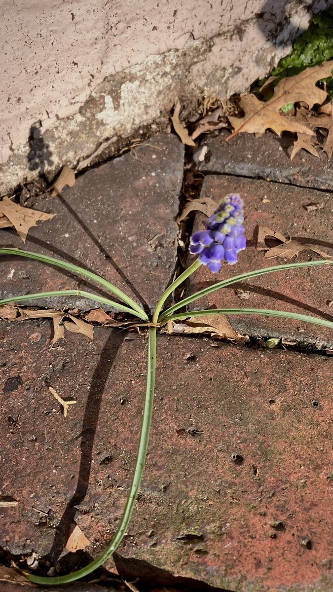 HobanGirl's tweet photo. The Zen was short-lived this morning, sun bright yet gusts blew in once again, temps dropped to the 50’s, felt like barely the 40’s. But hi-ho, Saturday will peak in the 80’s! Intoxicating, vibrant, even the shy but scrappy resilient can bloom. #RoyalSt #OldTownAlexandria #March https://t.co/RpzqQ1lG9t
