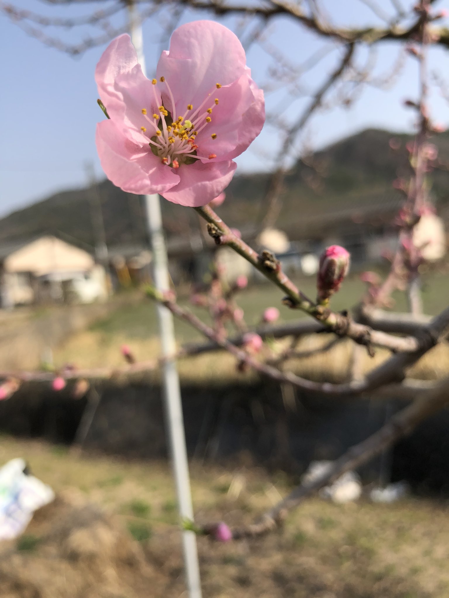 Highlights ni 岡本桃園 Okamoto Peach Garden (@OkamotoPG) / X